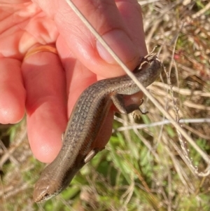 Carlia tetradactyla at Murrumbateman, NSW - 21 May 2022