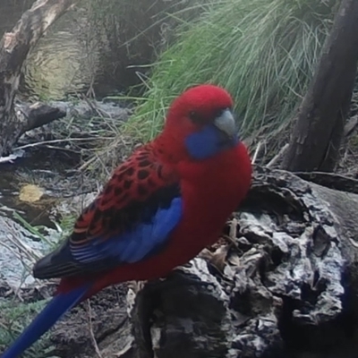 Platycercus elegans (Crimson Rosella) at Booth, ACT - 7 May 2022 by ChrisHolder