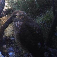 Accipiter fasciatus (Brown Goshawk) at Namadgi National Park - 20 Apr 2022 by ChrisHolder