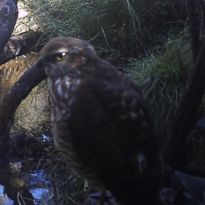 Accipiter fasciatus (Brown Goshawk) at Booth, ACT - 20 Apr 2022 by ChrisHolder