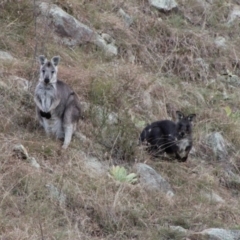 Osphranter robustus (Wallaroo) at Gigerline Nature Reserve - 20 May 2022 by ChrisHolder