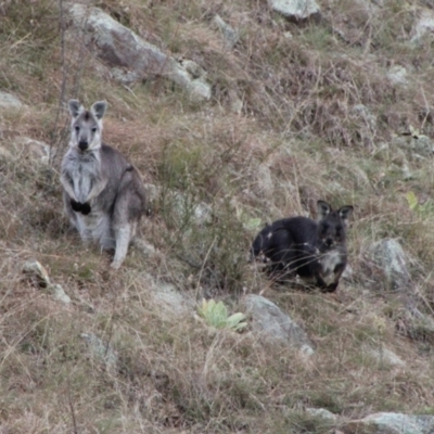 Osphranter robustus (Wallaroo) at Tennent, ACT - 20 May 2022 by ChrisHolder