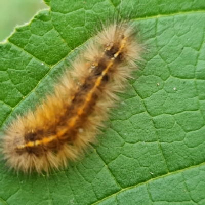 Ardices canescens (Dark-spotted Tiger Moth) at Isaacs, ACT - 25 May 2022 by Mike