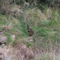 Wallabia bicolor (Swamp Wallaby) at Latham, ACT - 25 May 2022 by dhkmapr