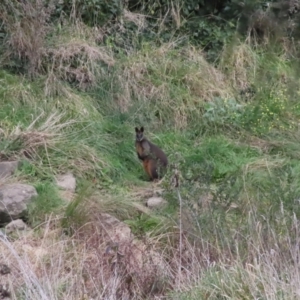 Wallabia bicolor at Latham, ACT - 25 May 2022