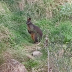 Wallabia bicolor at Latham, ACT - 25 May 2022