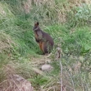 Wallabia bicolor at Latham, ACT - 25 May 2022