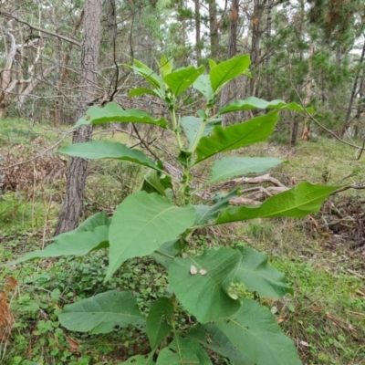 Solanum mauritianum (Wild Tobacco Tree) at Isaacs Ridge and Nearby - 25 May 2022 by Mike