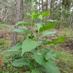 Solanum mauritianum (Wild Tobacco Tree) at Isaacs Ridge and Nearby - 25 May 2022 by Mike