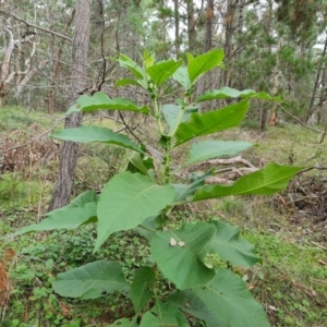Solanum mauritianum (Wild Tobacco Tree) at Isaacs, ACT by Mike