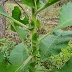 Solanum mauritianum at Isaacs, ACT - 25 May 2022