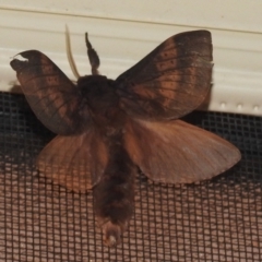 Oxycanus silvanus (Pale Oxycanus) at Lions Youth Haven - Westwood Farm A.C.T. - 23 May 2022 by HelenCross