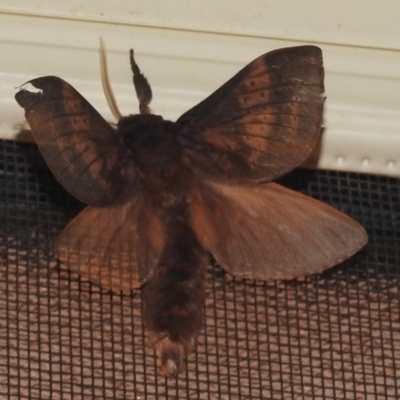 Oxycanus silvanus (Pale Oxycanus) at Lions Youth Haven - Westwood Farm A.C.T. - 23 May 2022 by HelenCross