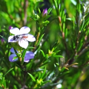 Lasioglossum (Chilalictus) erythrurum at Holder, ACT - 24 May 2022