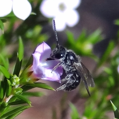 Unidentified Bee (Hymenoptera, Apiformes) at Holder, ACT - 24 May 2022 by Miranda