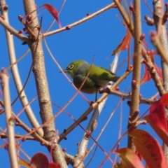 Zosterops lateralis (Silvereye) at Gordon Pond - 24 May 2022 by RodDeb