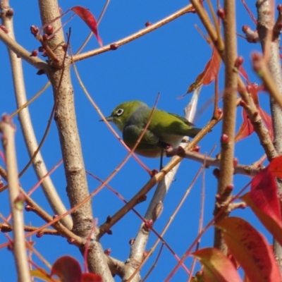 Zosterops lateralis (Silvereye) at Gordon, ACT - 24 May 2022 by RodDeb