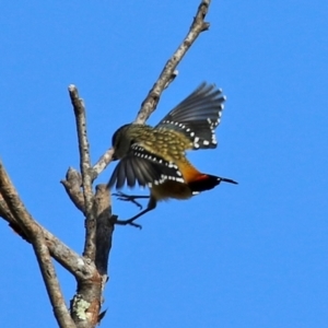 Pardalotus punctatus at Gordon, ACT - 24 May 2022