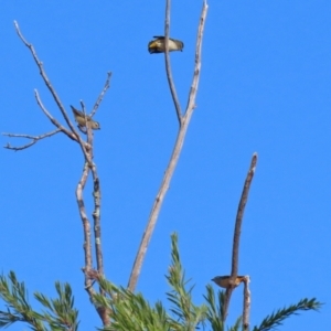 Pardalotus punctatus at Gordon, ACT - 24 May 2022