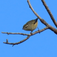 Pardalotus punctatus at Gordon, ACT - 24 May 2022