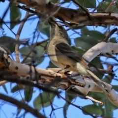 Pachycephala pectoralis (Golden Whistler) at Gordon, ACT - 24 May 2022 by RodDeb