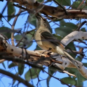 Pachycephala pectoralis at Gordon, ACT - 24 May 2022