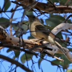 Pachycephala pectoralis at Gordon, ACT - 24 May 2022 01:22 PM