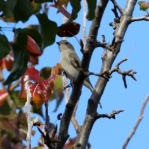 Pachycephala pectoralis at Gordon, ACT - 24 May 2022