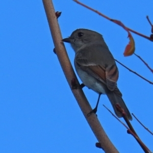 Pachycephala pectoralis at Gordon, ACT - 24 May 2022