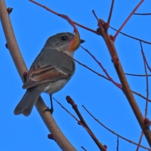 Pachycephala pectoralis at Gordon, ACT - 24 May 2022