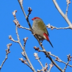 Neochmia temporalis (Red-browed Finch) at Gordon Pond - 24 May 2022 by RodDeb