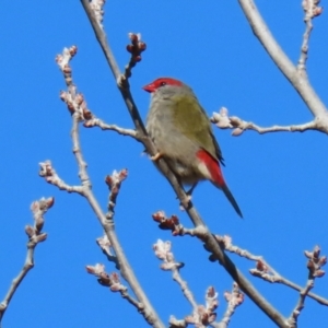 Neochmia temporalis (Red-browed Finch) at Gordon, ACT by RodDeb