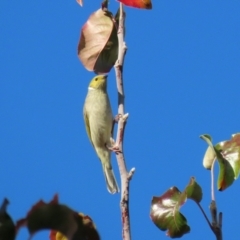 Ptilotula penicillata (White-plumed Honeyeater) at Gordon Pond - 24 May 2022 by RodDeb