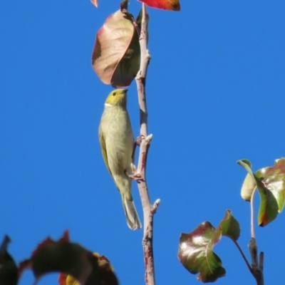 Ptilotula penicillata (White-plumed Honeyeater) at Gordon Pond - 24 May 2022 by RodDeb