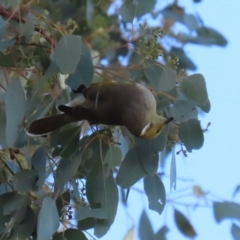 Ptilotula penicillata at Gordon, ACT - 24 May 2022