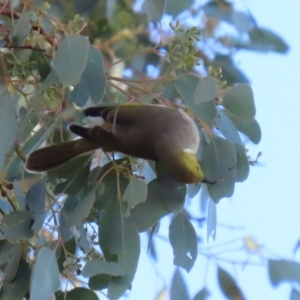 Ptilotula penicillata at Gordon, ACT - 24 May 2022