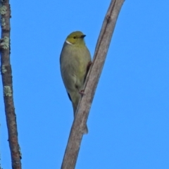 Ptilotula penicillata at Gordon, ACT - 24 May 2022