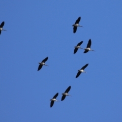 Threskiornis spinicollis (Straw-necked Ibis) at Gordon, ACT - 24 May 2022 by RodDeb