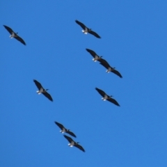 Threskiornis spinicollis at Gordon, ACT - 24 May 2022