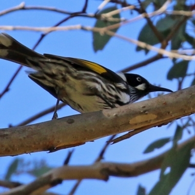 Phylidonyris novaehollandiae (New Holland Honeyeater) at Gordon, ACT - 24 May 2022 by RodDeb