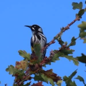 Phylidonyris novaehollandiae at Gordon, ACT - 24 May 2022