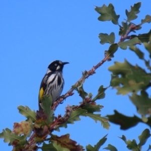 Phylidonyris novaehollandiae at Gordon, ACT - 24 May 2022