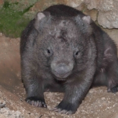 Vombatus ursinus (Common Wombat, Bare-nosed Wombat) at Paddys River, ACT - 25 May 2022 by TimL