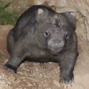 Vombatus ursinus at Paddys River, ACT - suppressed