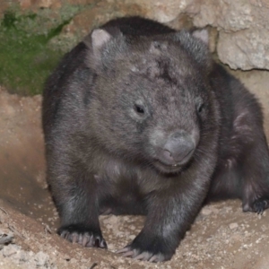 Vombatus ursinus at Paddys River, ACT - suppressed