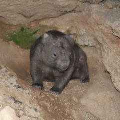 Vombatus ursinus at Paddys River, ACT - suppressed