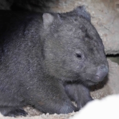 Vombatus ursinus at Paddys River, ACT - suppressed