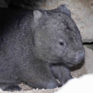 Vombatus ursinus at Paddys River, ACT - suppressed