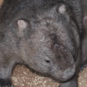 Vombatus ursinus (Common Wombat, Bare-nosed Wombat) at suppressed by TimL