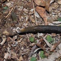 Drechmeria gunnii (Dark Vegetable Caterpillar) at Paddys River, ACT - 25 May 2022 by TimL